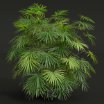 Rhapis Excelsa Bush-9 different bush