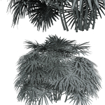 Rhapis Excelsa Bush-9 different bush