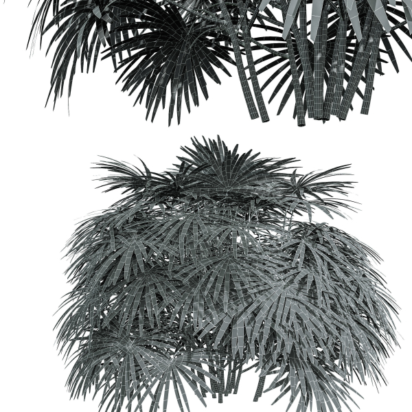 Rhapis Excelsa Bush-9 different bush