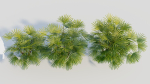 Rhapis humilis a