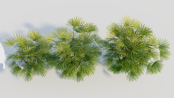 Rhapis humilis a
