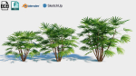 Rhapis humilis a