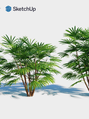 rhapis-humilis-a-3d-model-2b801b202e