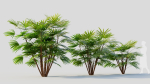 Rhapis humilis a