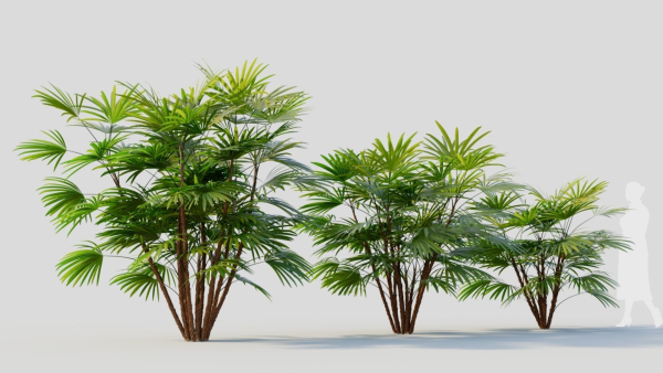 Rhapis humilis a