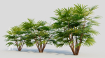 Rhapis humilis a