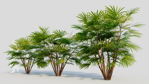 Rhapis humilis a