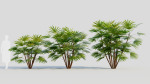 Rhapis humilis a