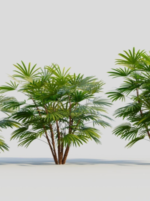 Rhapis humilis a