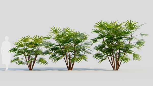 Rhapis humilis a