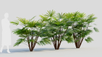 Rhapis humilis a