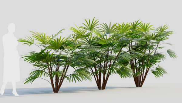 Rhapis humilis a