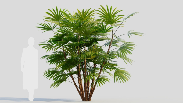 Rhapis humilis a