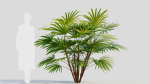 Rhapis humilis a