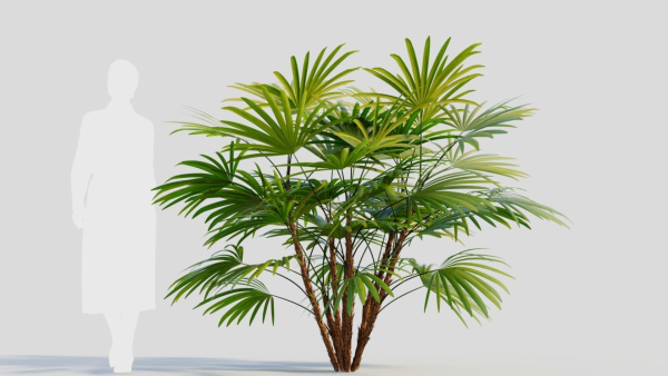 Rhapis humilis a