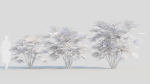 Rhapis humilis a