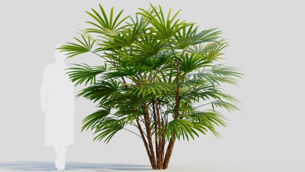 Rhapis humilis a