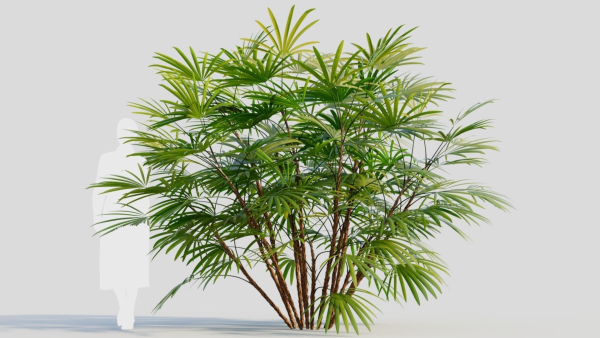 Rhapis humilis b
