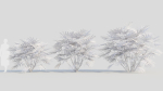 Rhapis humilis b