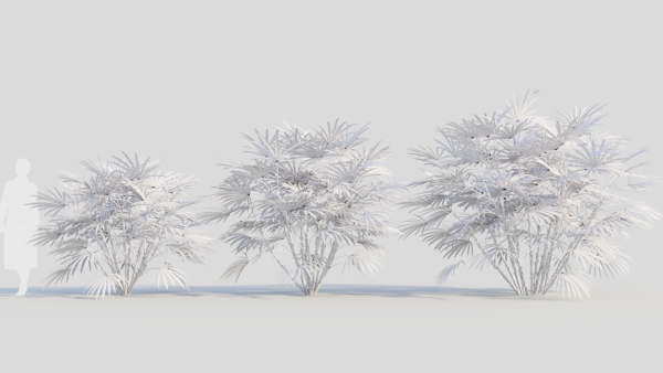 Rhapis humilis b