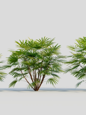 Rhapis humilis b