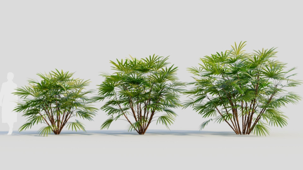Rhapis humilis b