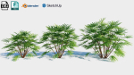 Rhapis humilis b