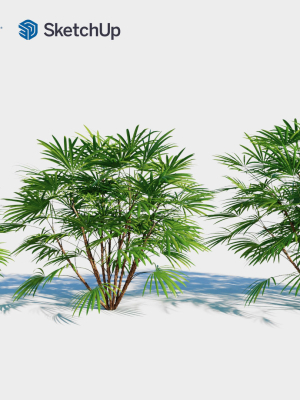 rhapis-humilis-b-3d-model-7db819e37b