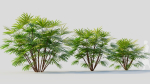 Rhapis humilis b