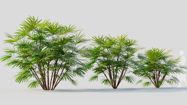 Rhapis humilis b