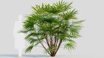 Rhapis humilis b