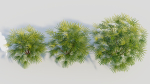 Rhapis humilis b