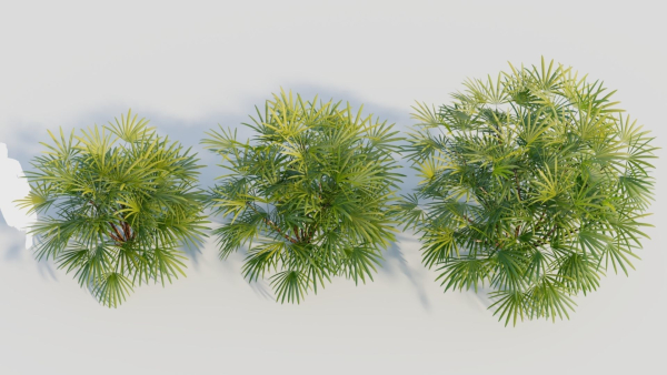 Rhapis humilis b