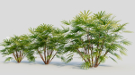 Rhapis humilis b