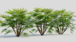 Rhapis humilis b