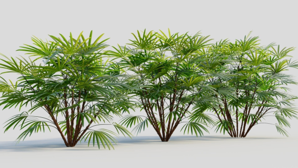 Rhapis humilis b