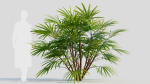 Rhapis humilis b