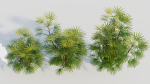 Rhapis humilis c