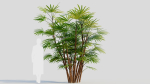 Rhapis humilis c