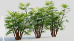 Rhapis humilis c