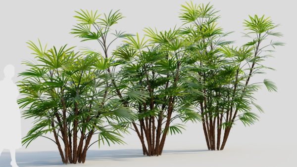 Rhapis humilis c