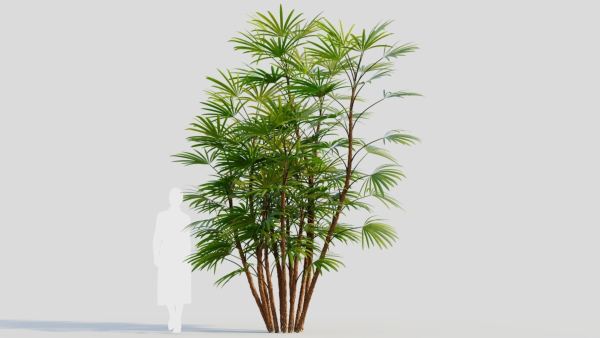 Rhapis humilis c