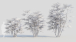 Rhapis humilis c