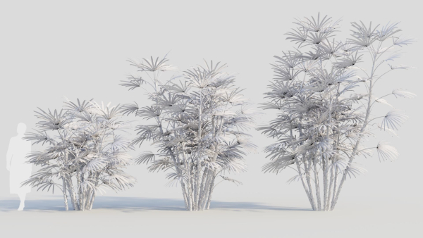 Rhapis humilis c