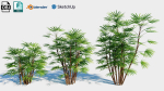 Rhapis humilis c