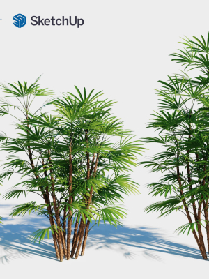 rhapis-humilis-c-3d-model-9a0e875815