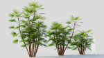 Rhapis humilis c