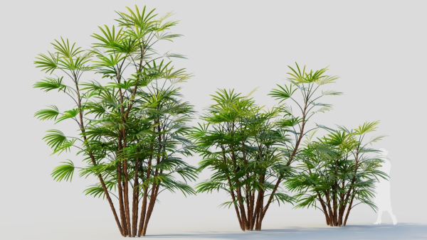 Rhapis humilis c
