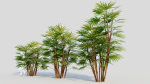 Rhapis humilis c