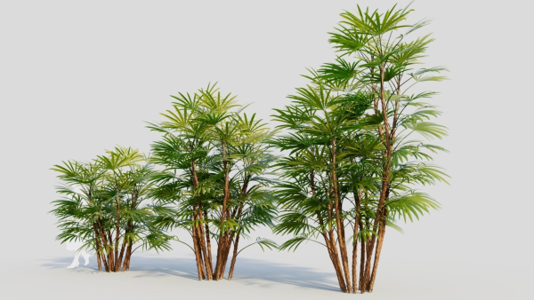 Rhapis humilis c